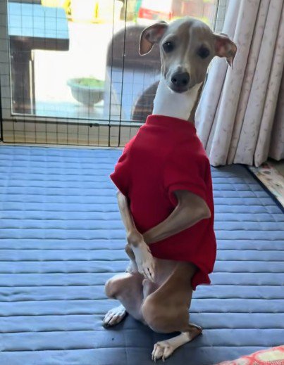 「お呼びでしょうか?」