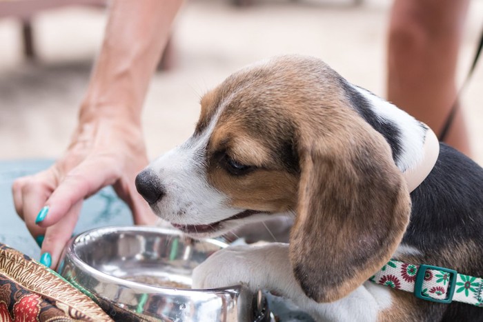 お皿に手をかけているビーグル犬