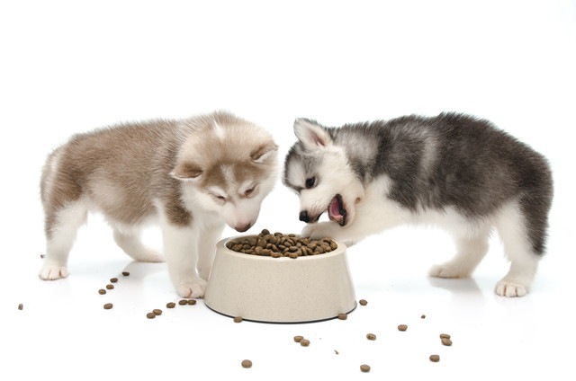 フードを食べいてる子犬たち