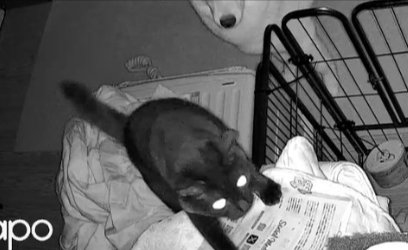 黒猫