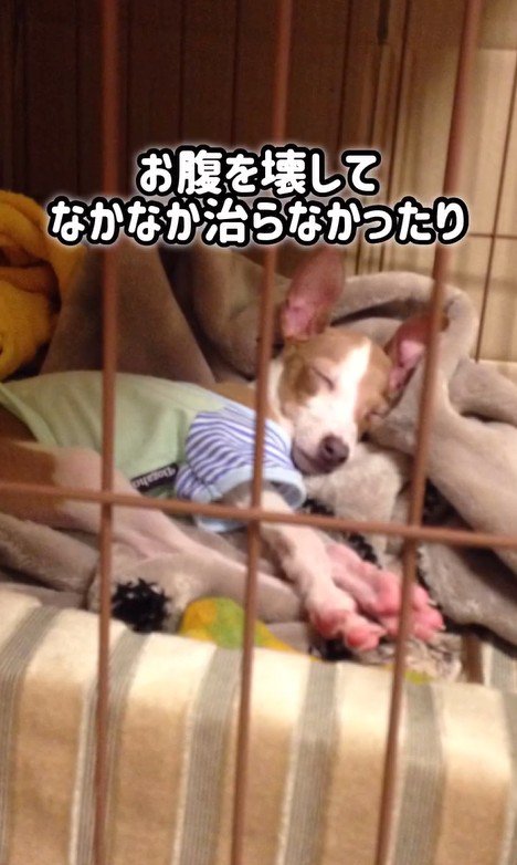 とらきち君のビフォーアフター4