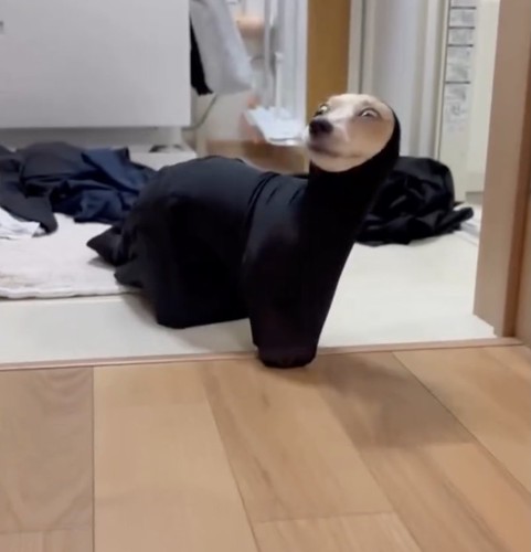 アザラシ…？