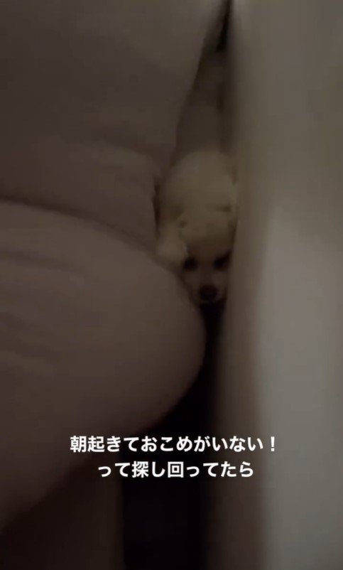 ベッドから落ちたおこめちゃん2