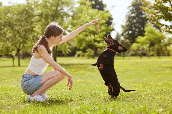 おやつを見せて犬を立ちあがらせる