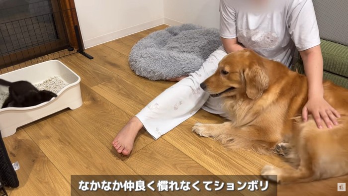 なかなか打ち解けてくれない