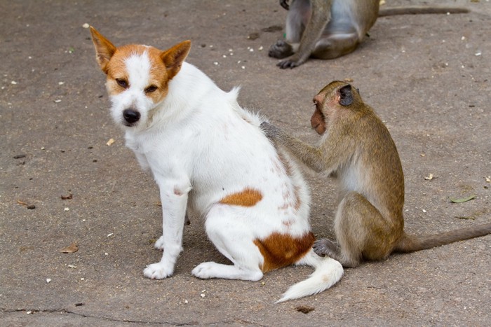 お猿に毛づくろいをしてもらっている犬