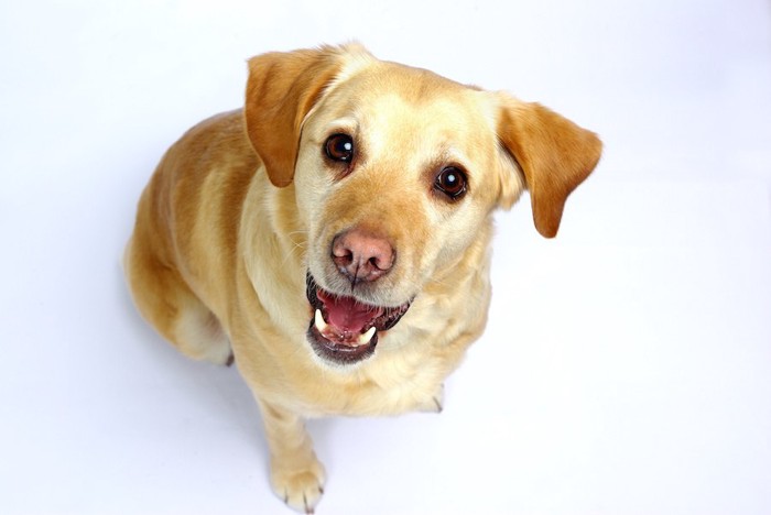 口を開けてこちらを見上げる子犬