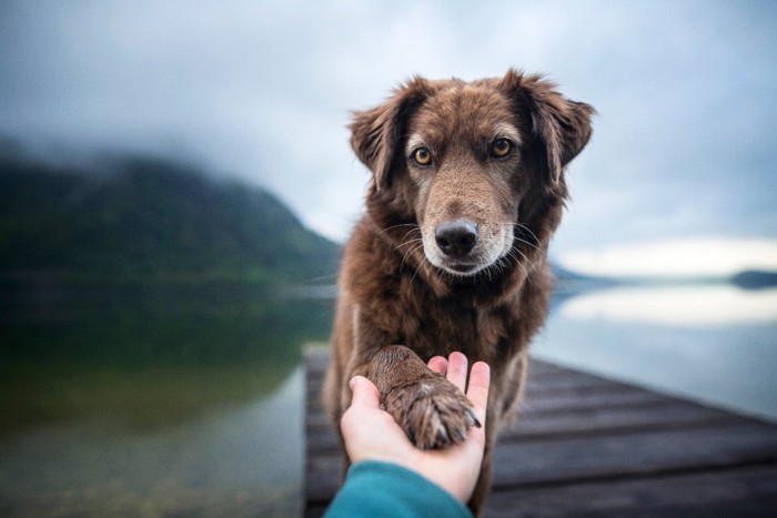 お手をする犬