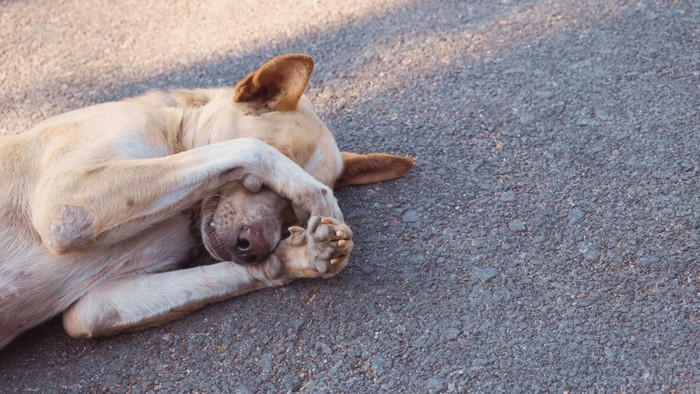 目を隠す犬