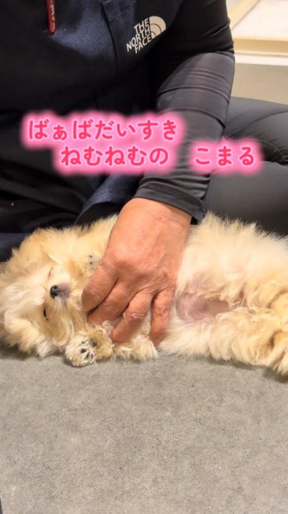 女性に撫でられながら眠る子犬