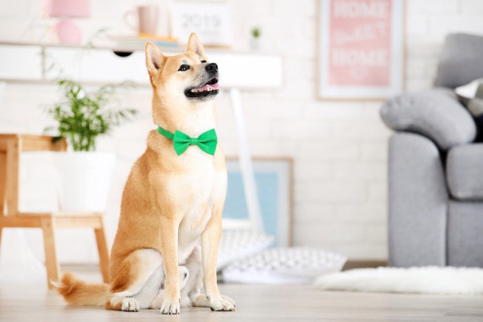 部屋の中でお座りをしている柴犬