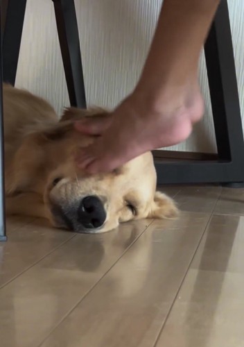 横になる犬を足で撫でる人
