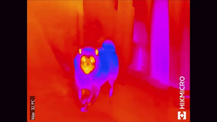 お散歩から帰宅すると…