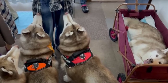 子犬たちと母犬