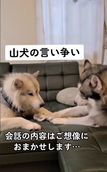 山犬の言い争い