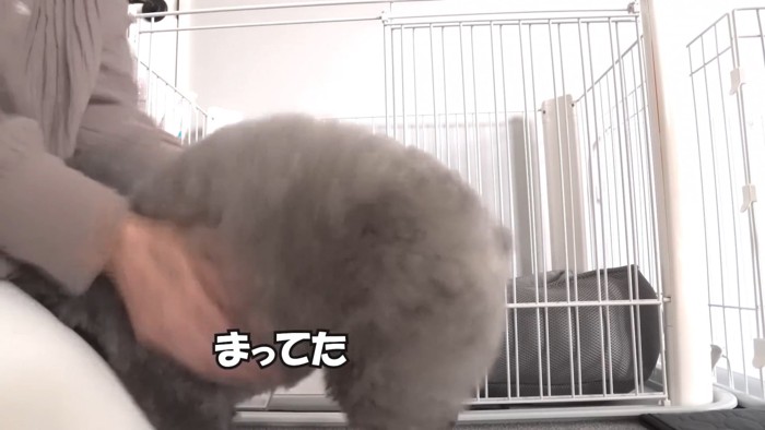 甘える犬