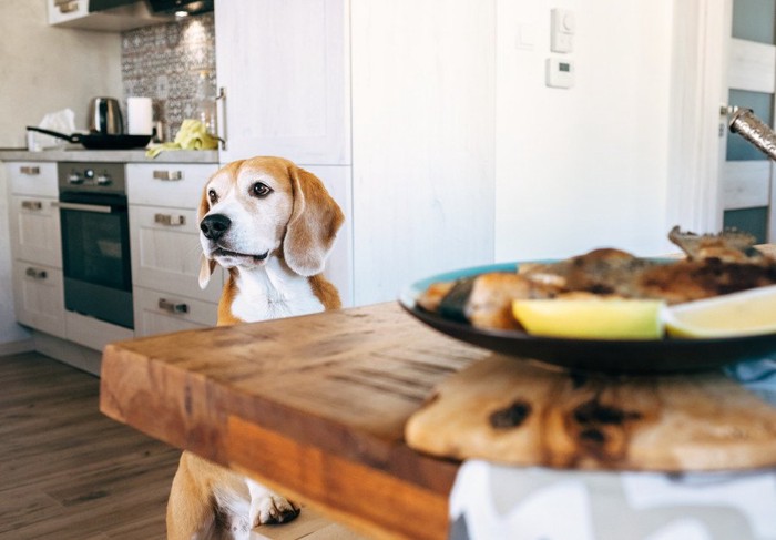 キッチンにいる犬とお皿に乗った鯖