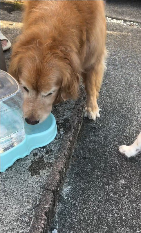 水を飲もうと割り込むるた君6
