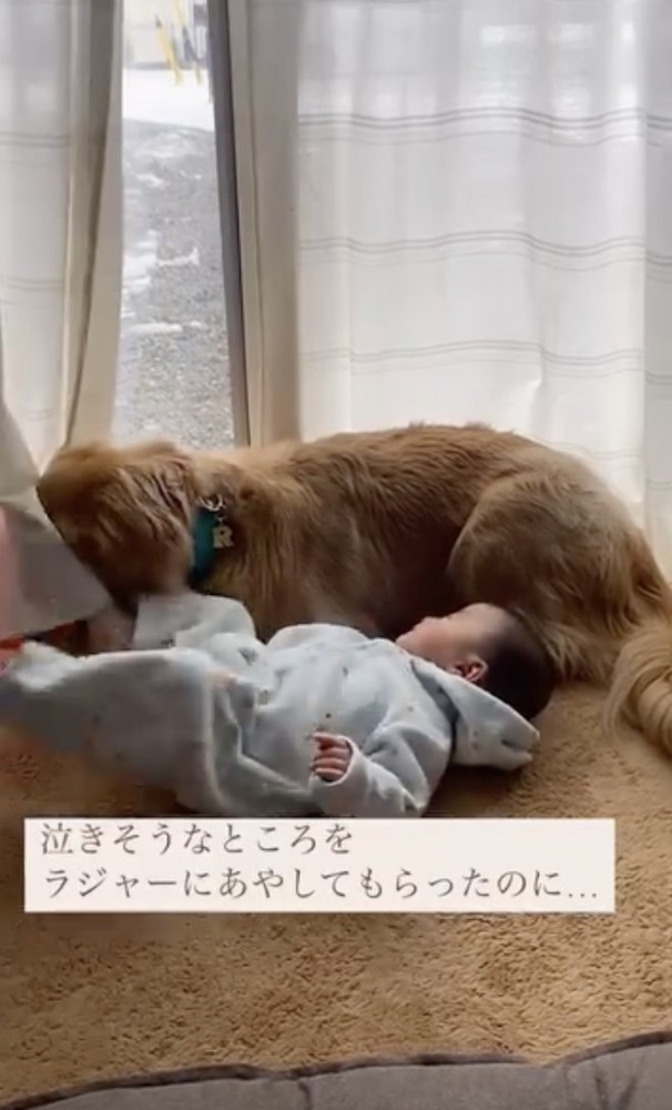よーしよし