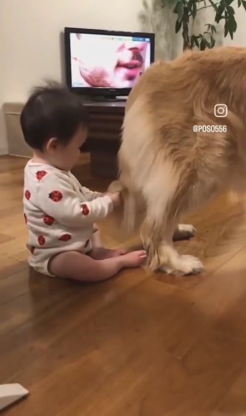 犬の尻尾を触っている赤ちゃん