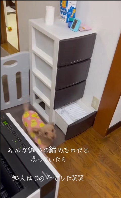 収納棚を開けて脱走するぽぽちゃん9