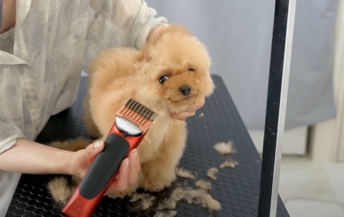 バリカンをされる犬