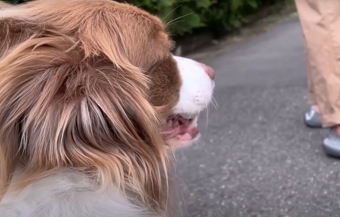 犬の横顔