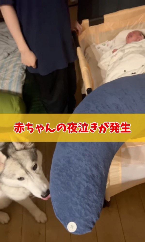 夜泣きする赤ちゃんと大型犬
