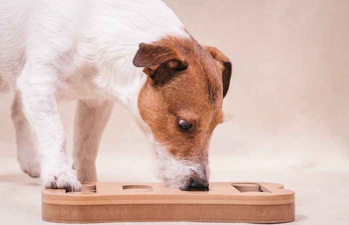 パズルの匂いを嗅いで遊ぶ犬