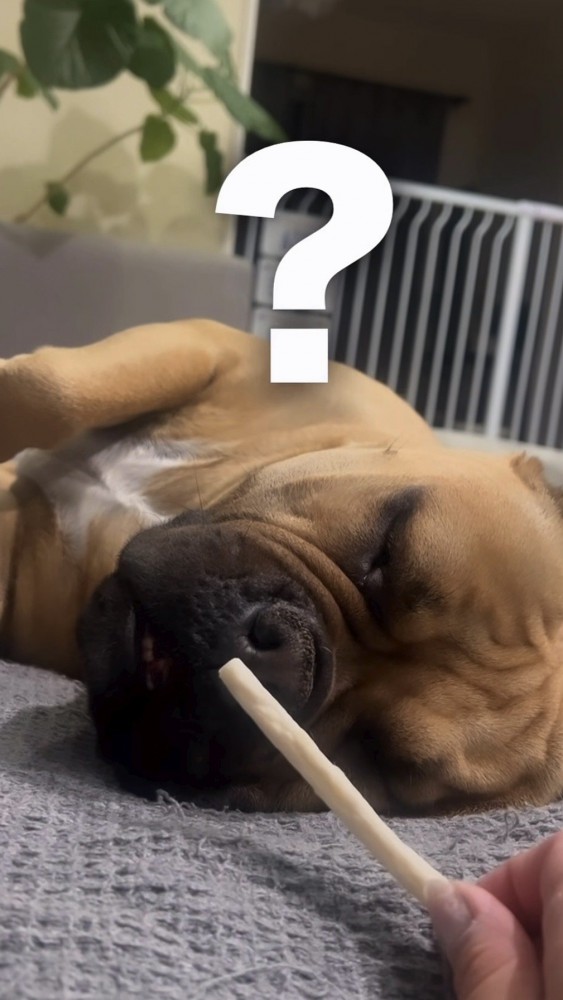 寝ながらガムの匂いを嗅ぐ犬