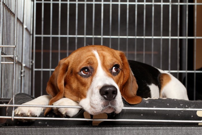 Beagle Dog in cage