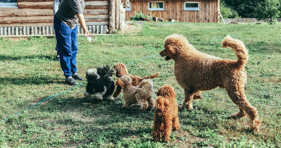 飼い主と屋外で遊ぶスタンダードプードルと子犬たち