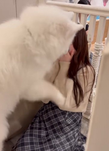 顔を覗き込む大型犬