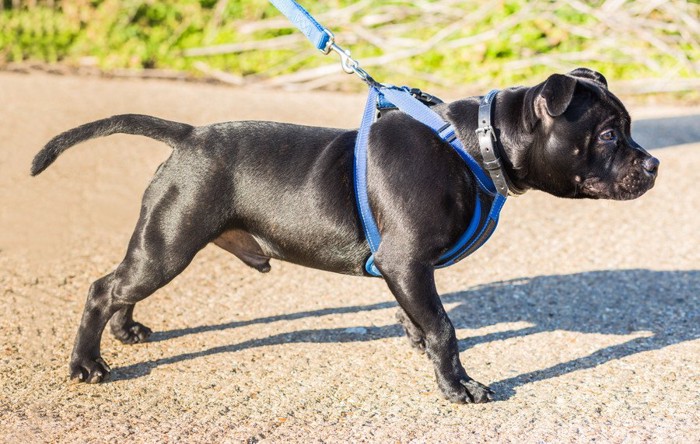 ハーネスを付けた小型犬