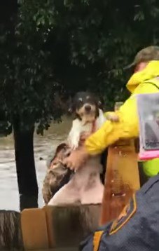 犬を持ち上げて塀の外へ出す