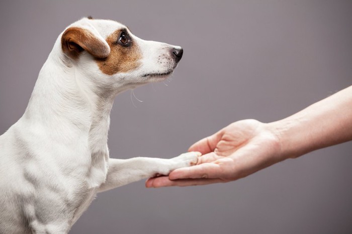 真っすぐ飼い主を見つめてお手をする犬