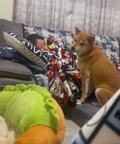 振り向く柴犬