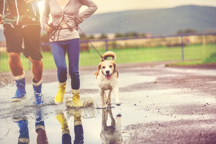 雨上がりに散歩している犬