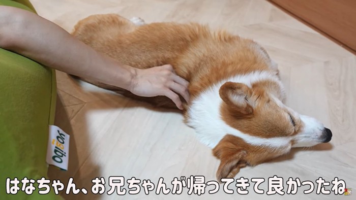 なでられる犬