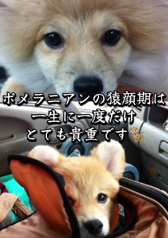 猿期も変わらず溺愛！！