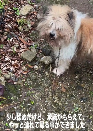 落ち葉のある地面に立つ犬