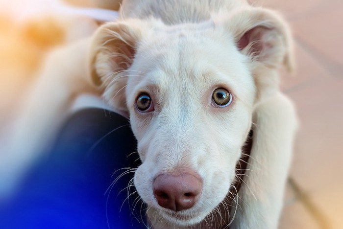 甘える犬