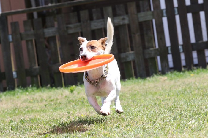 フリスビーを咥える犬