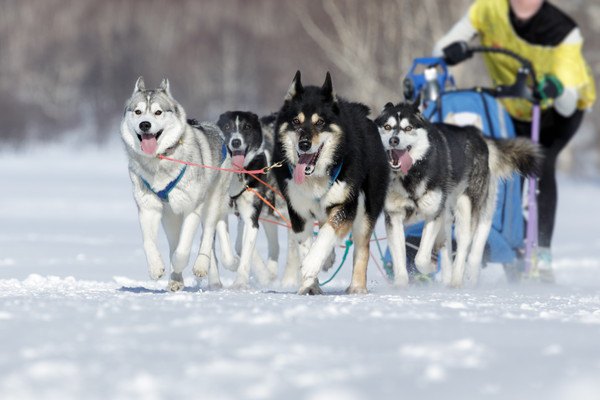 犬ぞりをする人とシベリアンハスキー