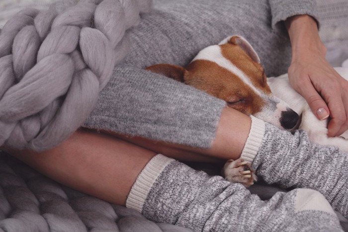 座っている飼い主の足元で眠る犬