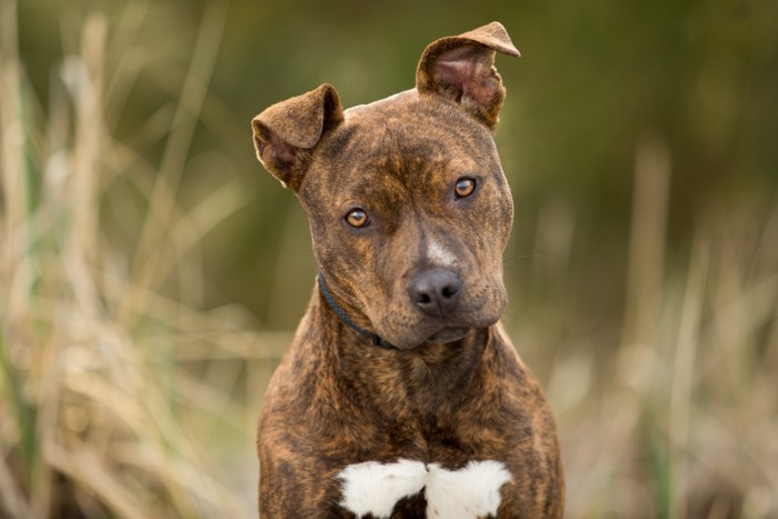 正面をまっすぐ見つめるアメリカン・ピット・ブル・テリア