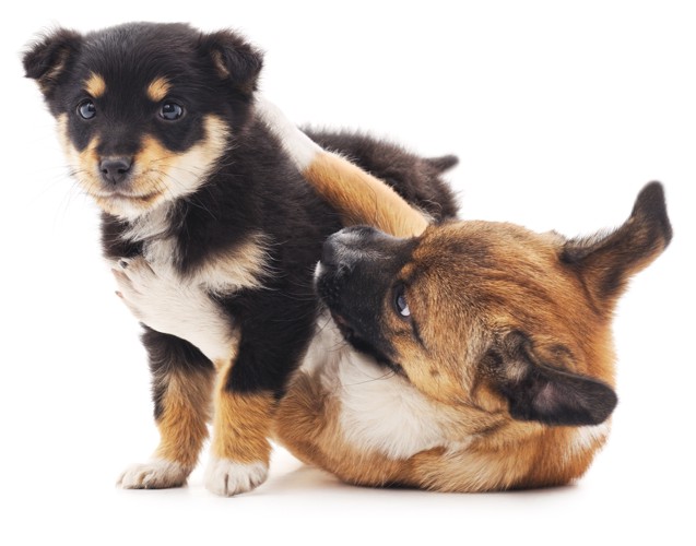 白い犬と黒と茶色の犬