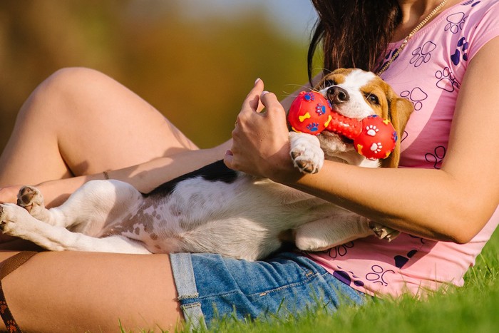 飼い主に抱かれておもちゃで遊ぶ犬