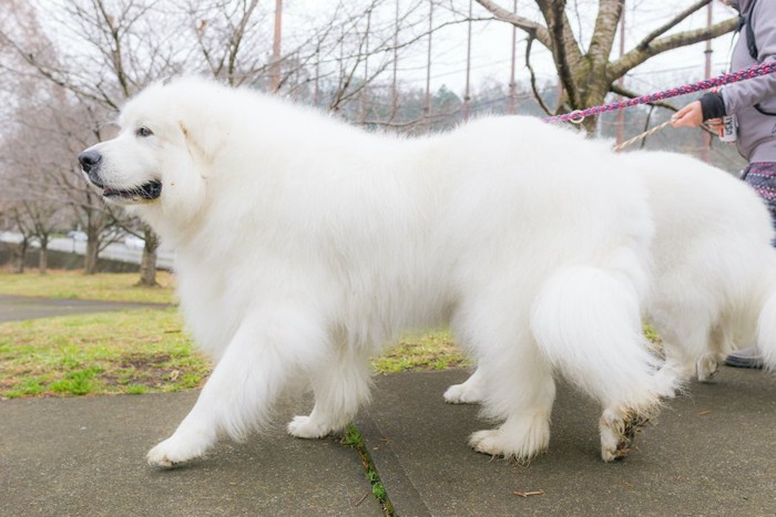 飼い主と散歩をする真っ白なグレート・ピレニーズ