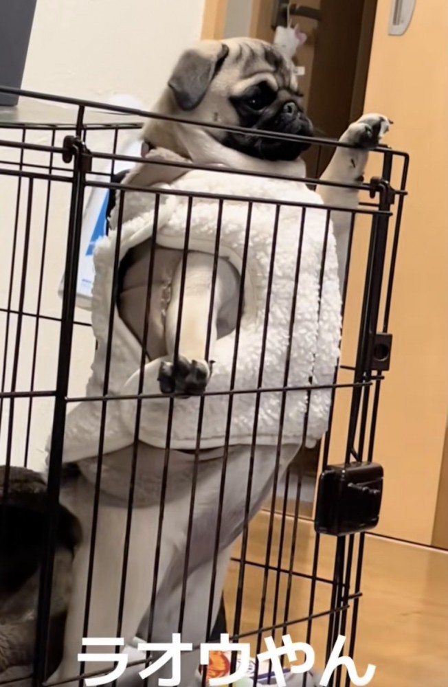 個性的なフォルム